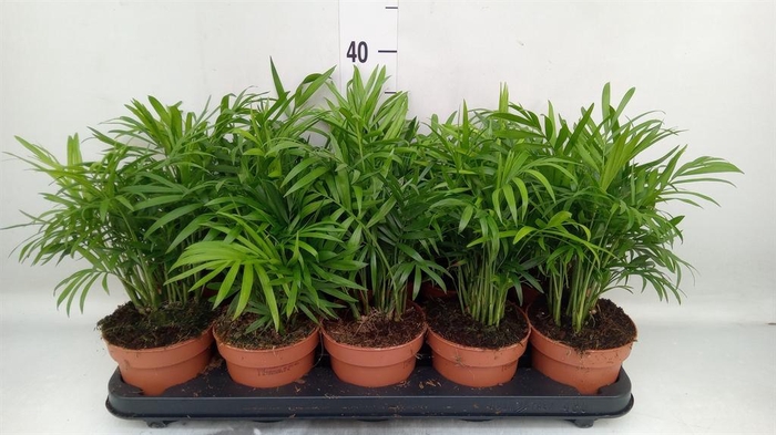 <h4>Chamaedorea elegans</h4>