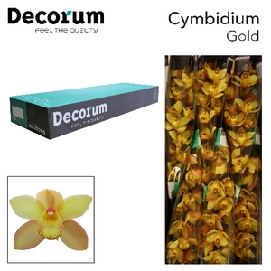 Cymbidium Gold Doos