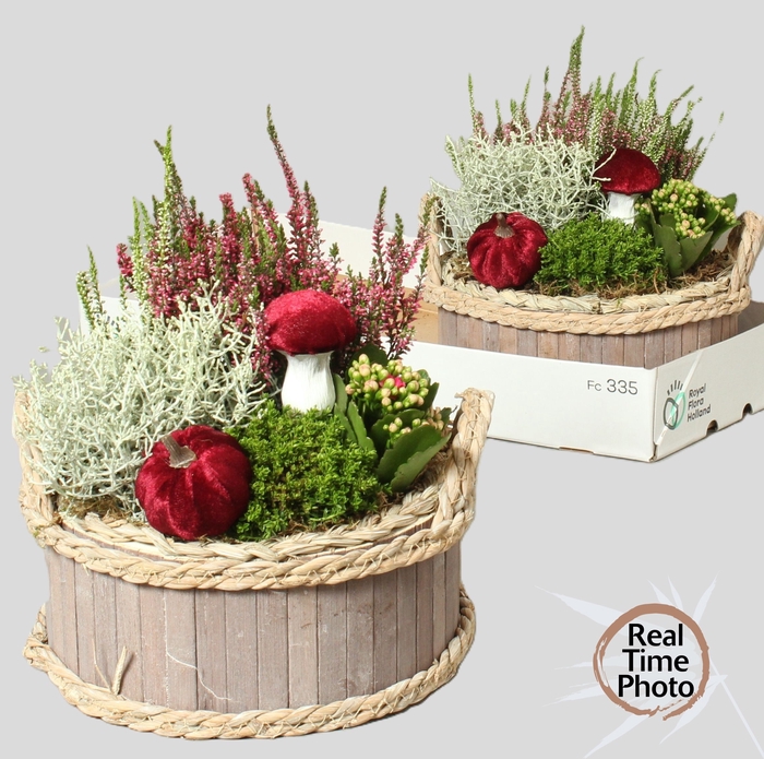 <h4>ARR TUINPLANTEN</h4>