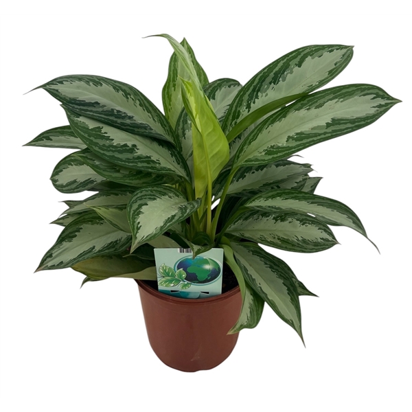 <h4>Aglaonema Silver Bay P24</h4>