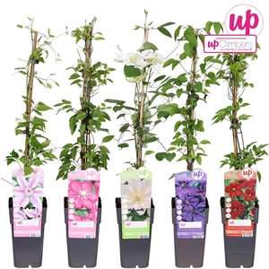 Clematis mix laag grootbloemig P15