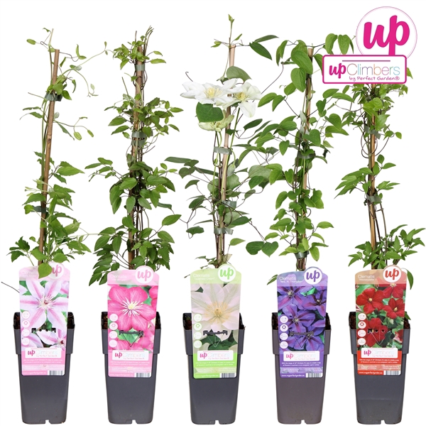 <h4>Clematis mix tray grootbloemig P15</h4>