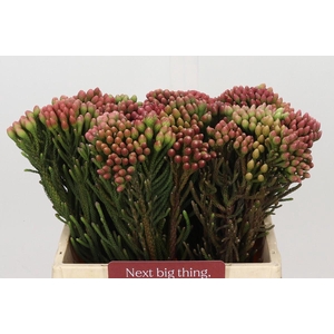 Kaaps Groen Red Brunia Small