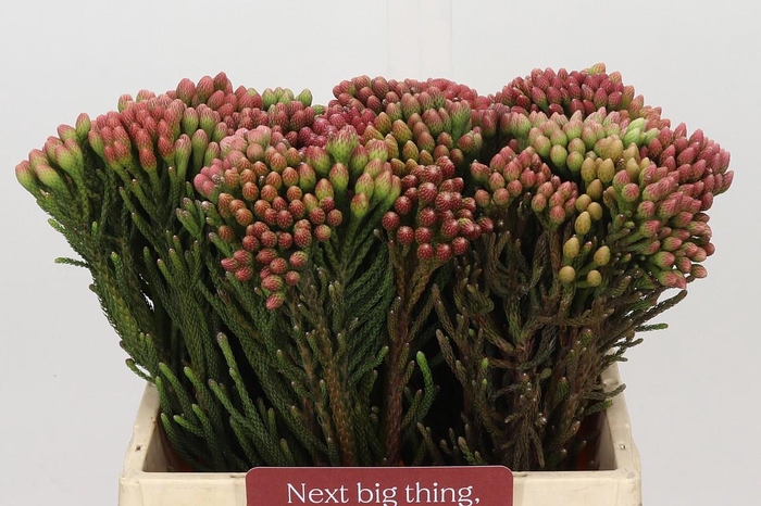 <h4>Kaaps Groen Red Brunia Small</h4>