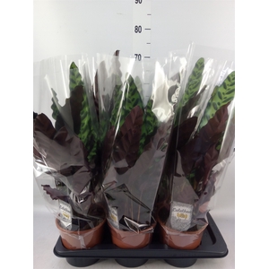 Calathea lancifolia
