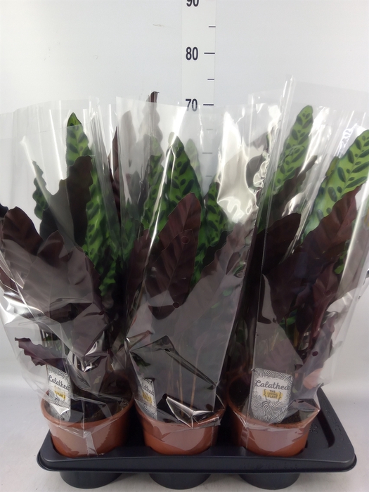 <h4>Calathea lancifolia</h4>