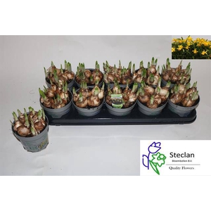 !! PROMO !! NARCISSUS TETE A TETE P12