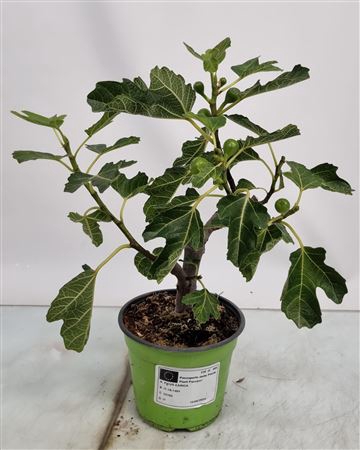 Ficus Carica Bornholm Bush