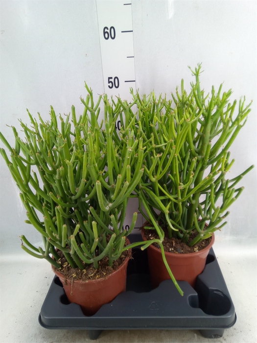 <h4>Euphorbia tirucalli</h4>