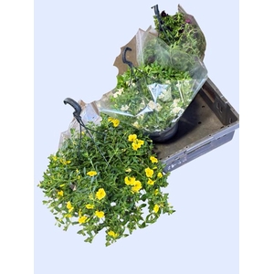 HANGING BASKETS