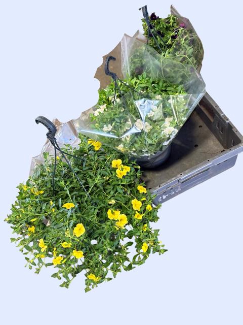 <h4>HANGING BASKETS</h4>
