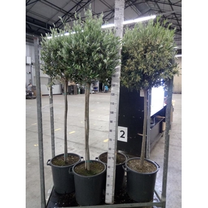 Olea europaea