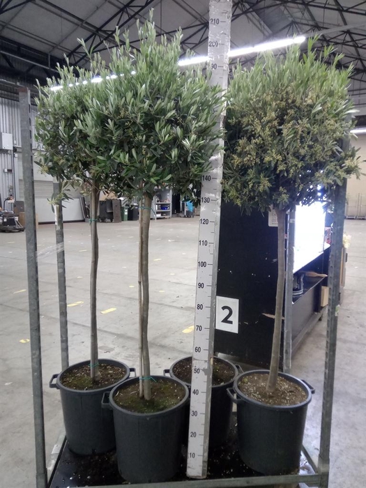 <h4>Olea europaea</h4>