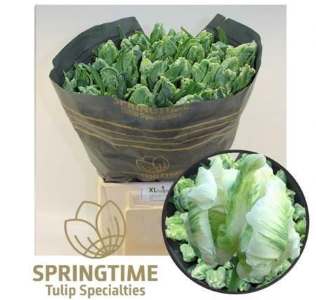 <h4>Tu Pa Super Parrot</h4>