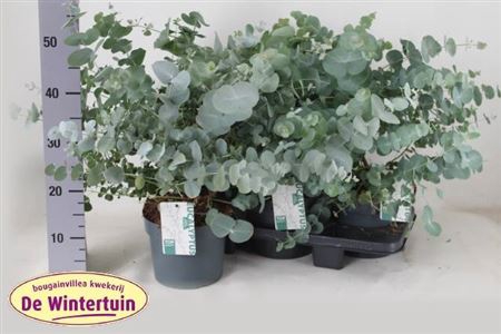 <h4>Eucalyptus cinerea</h4>
