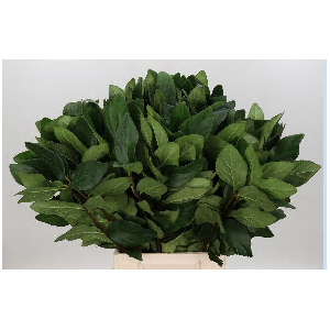 Viburnum