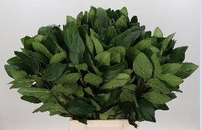 <h4>Viburnum Leaf (Per stem)</h4>