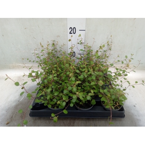 Muehlenbeckia com. 'Mao'ri'