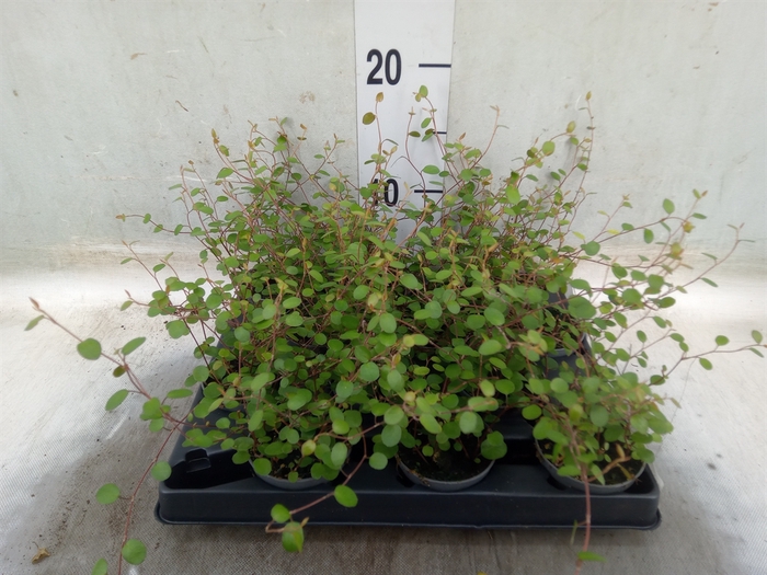 <h4>Muehlenbeckia com. 'Mao'ri'</h4>