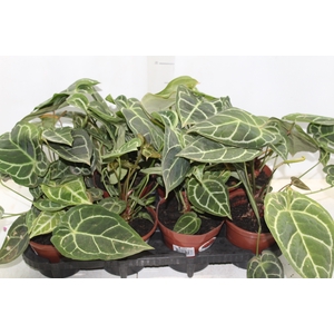 ANTHURIUM CRYSTALLINUM P15