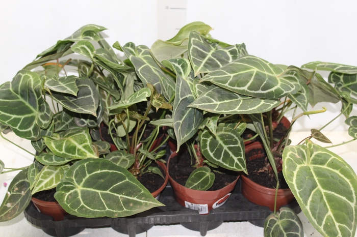 <h4>ANTHURIUM CRYSTALLINUM P15</h4>