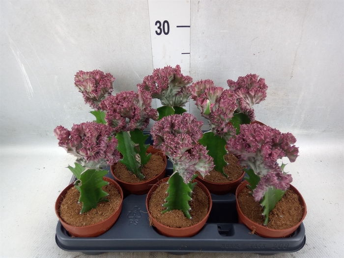 <h4>Euphorbia lactea 'Cristata'</h4>