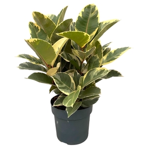 Ficus El Tineke