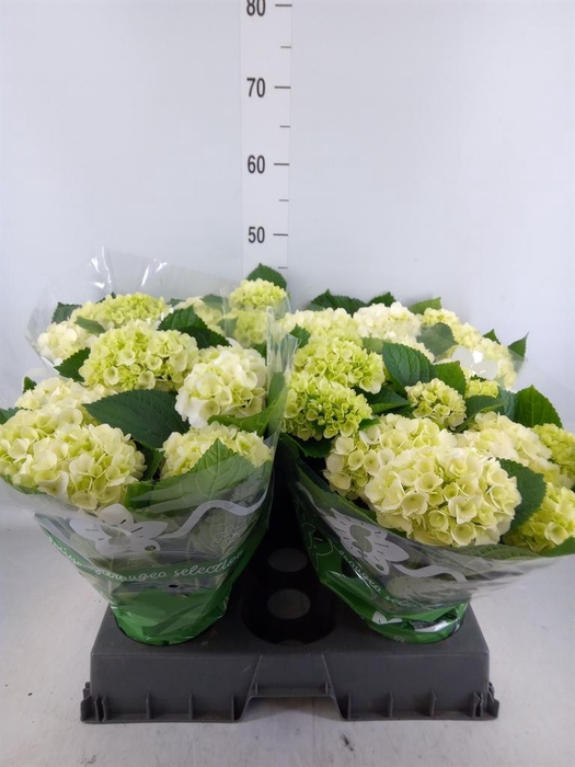 <h4>Hydrangea mac.   ...</h4>