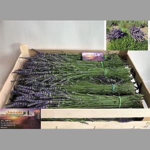 Lavandula Angust Per Bos