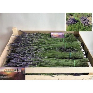 Overig Lavandula Angust Bos