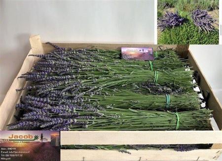 <h4>Lavandula Angust Per Bos</h4>