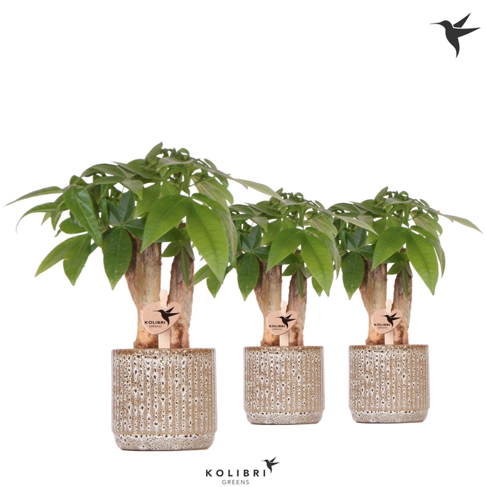 <h4>Kolibri Greens Pachira in Jaguar pot</h4>