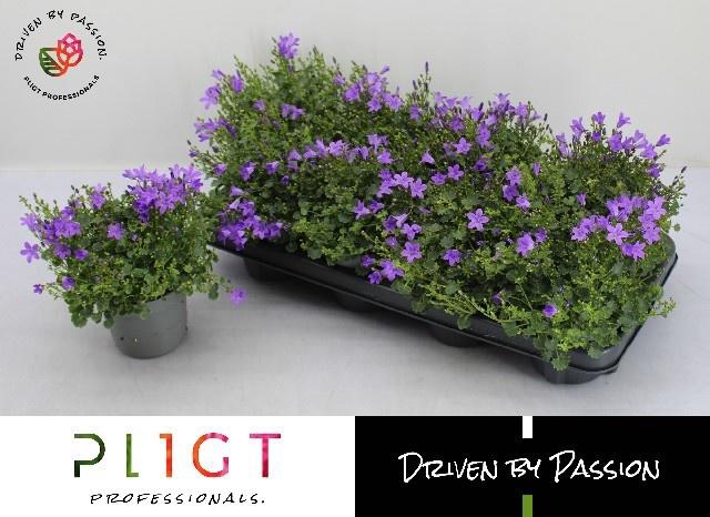 <h4>CAMP POR DARK TAKE</h4>