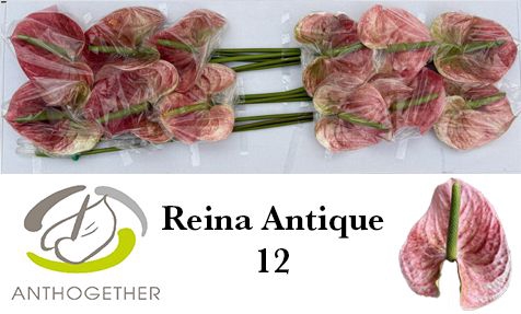 <h4>Anth A Reina Antique 13 cm X12 Bouman</h4>