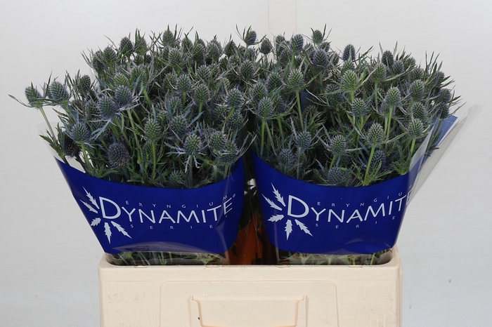 <h4>Eryngium Blue Dynamite</h4>