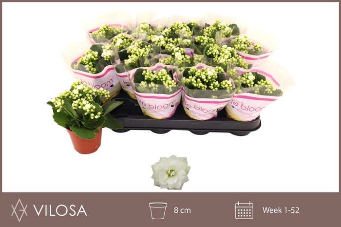 <h4>KAL GE WHITES WHITE</h4>