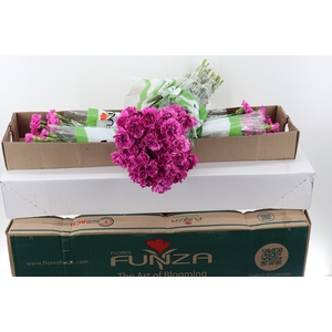 Di St Farida Box