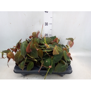 Philodendron scand. subsp. micans