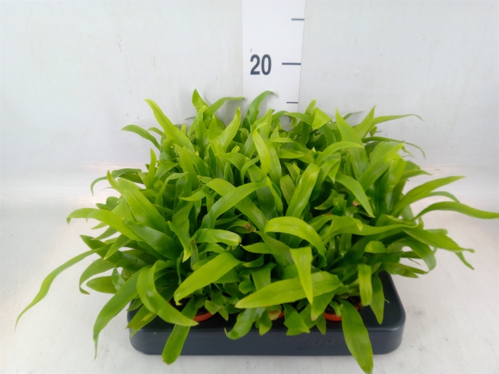 <h4>Asplenium antiquum</h4>