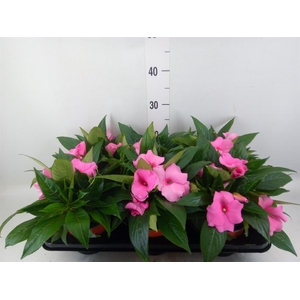 Impatiens NG 'ColPow Deep Pink'