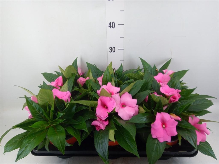 <h4>Impatiens NG 'ColPow Deep Pink'</h4>