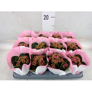 Kalanchoe  'RoseFlow Harlow'