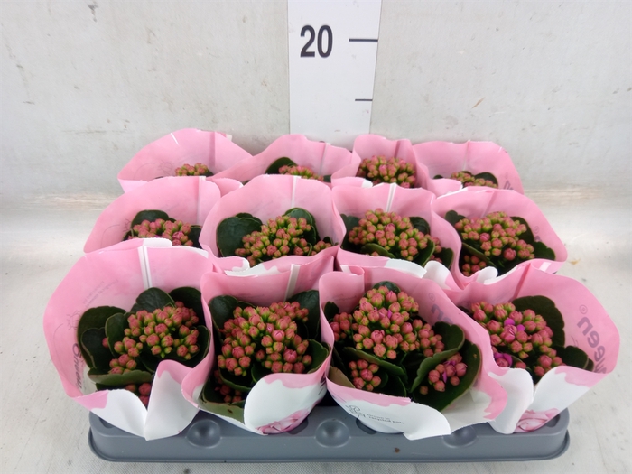 <h4>Kalanchoe  'RoseFlow Harlow'</h4>
