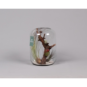 Green Bottle Isabella xlarge met air tillandsia