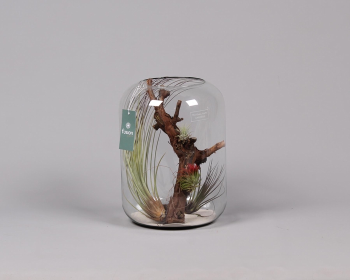 <h4>Green Bottle Isabella xlarge met air tillandsia</h4>