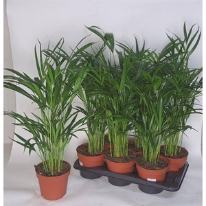 Areca lutescens 17Ø 75cm 20pp