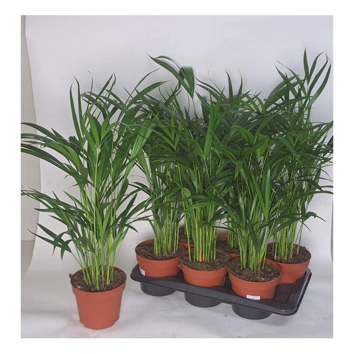 <h4>Areca lutescens 17Ø 55cm 20pp</h4>
