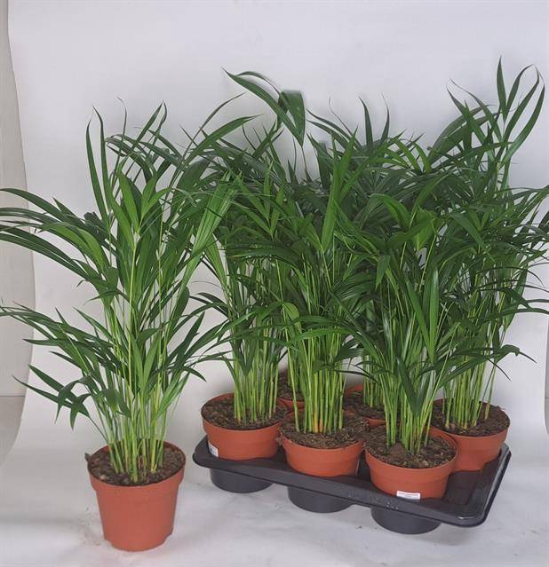 Areca lutescens 17Ø 75cm 20pp