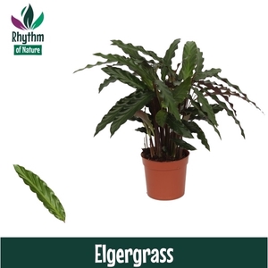 Calathea 12cm Elgergrass Rhythm of Nature