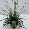 Carex oshimensis